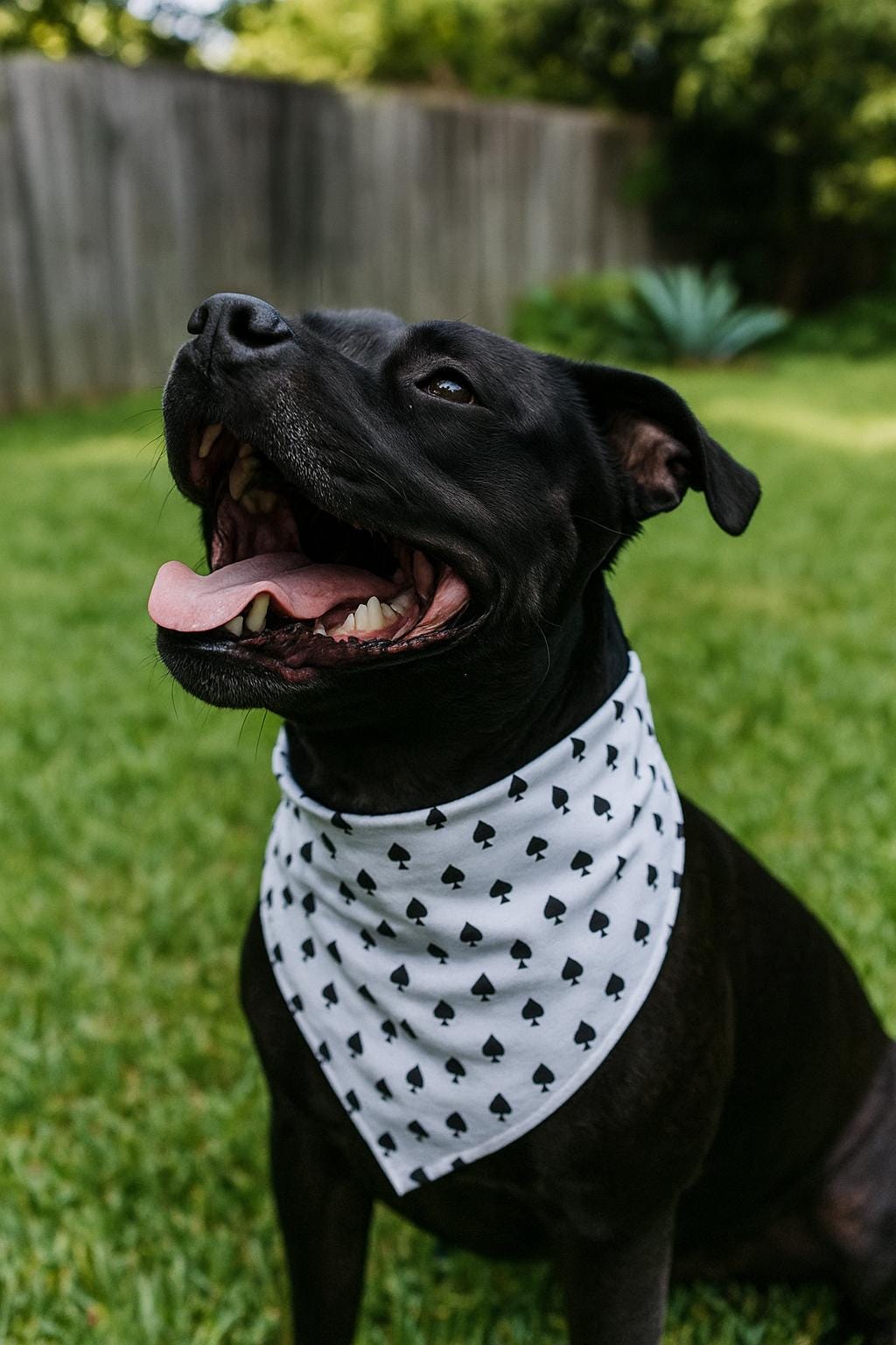 Ace of Spades Dog Bandana, White & Black, Over the Collar