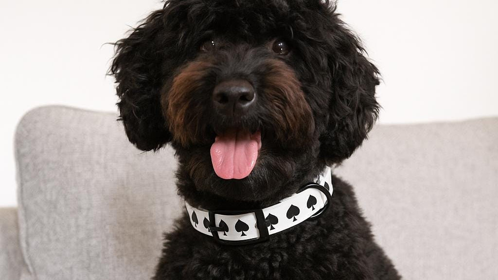Ace of Spades Dog Collar