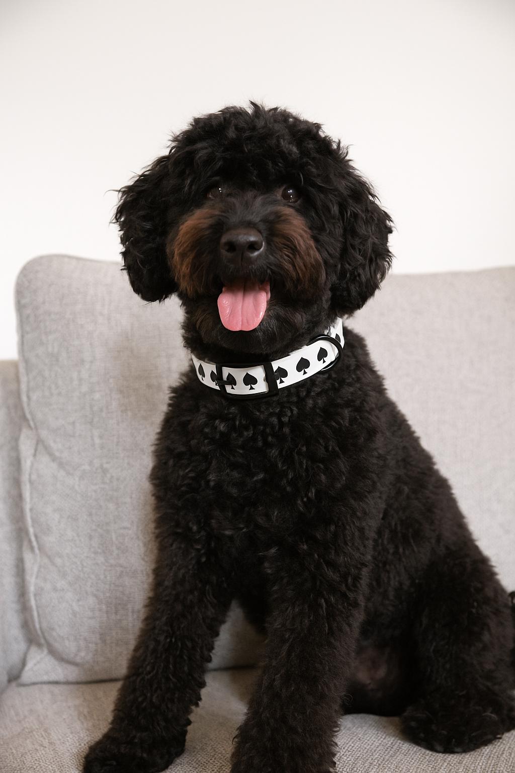 Ace of Spades Dog Collar
