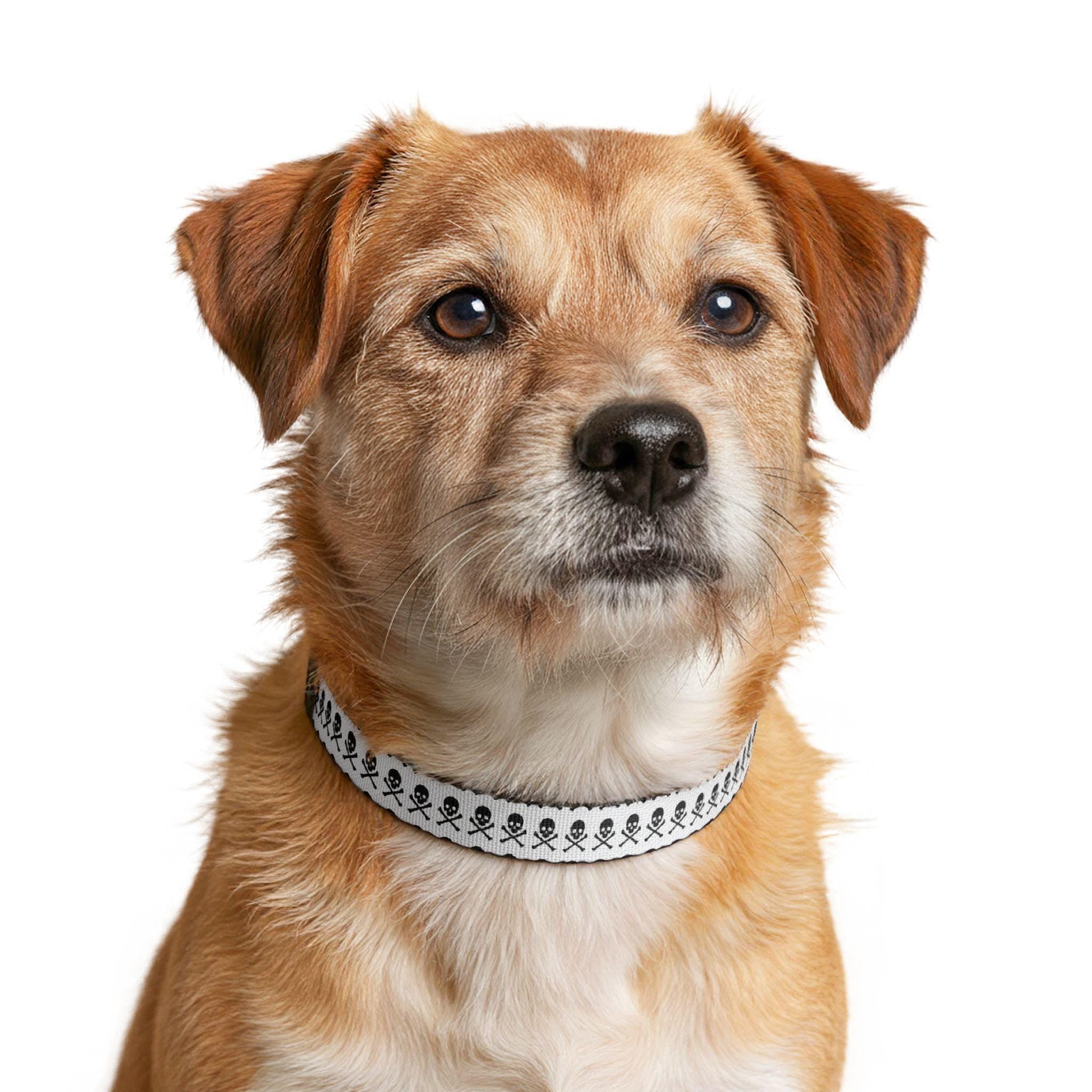 Skull and Crossbones Clip-on Pet Collar | Pirate Pattern Dog Cat Collar