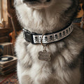 Skull and Crossbones Clip-on Pet Collar | Pirate Pattern Dog Cat Collar