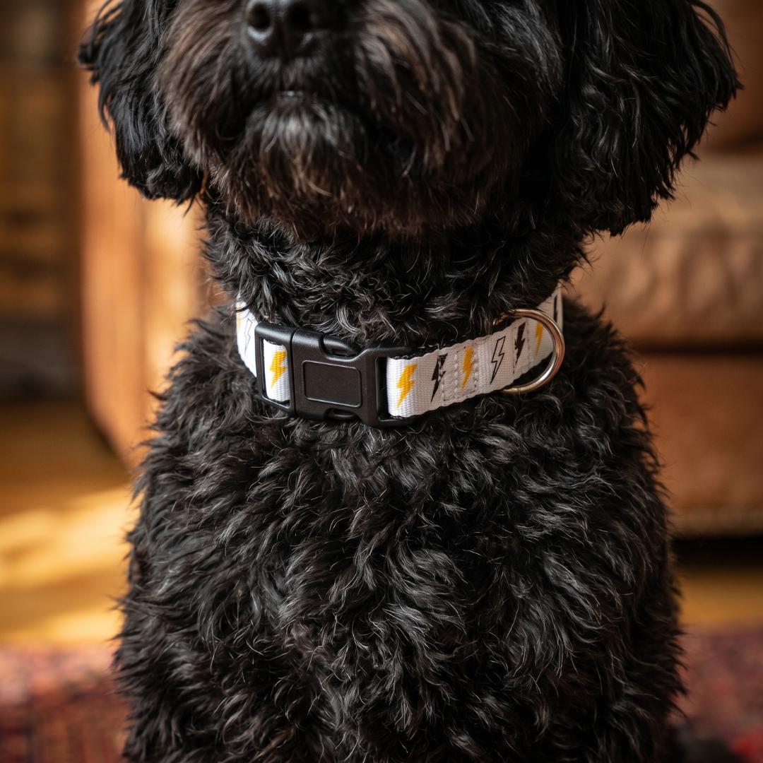 Coloured Lightning Bolt Pet Collar | Clip-on Adjustable Dog Collar