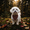 Black Dog Bandana with Orange Lightning Bolts, Pet Scarf